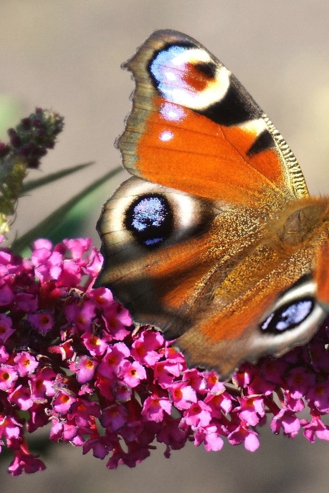 Красивая бабочка сидит на розовом цветке