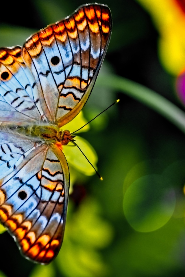 Красивая разноцветная бабочка на цветке