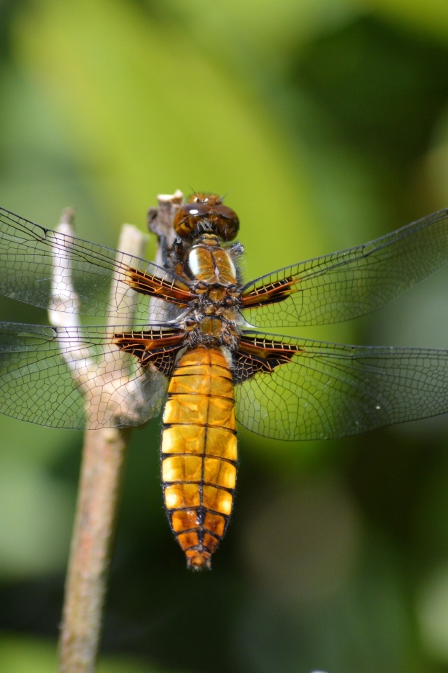 Красивая стрекоза с прозрачными крыльями на ветке