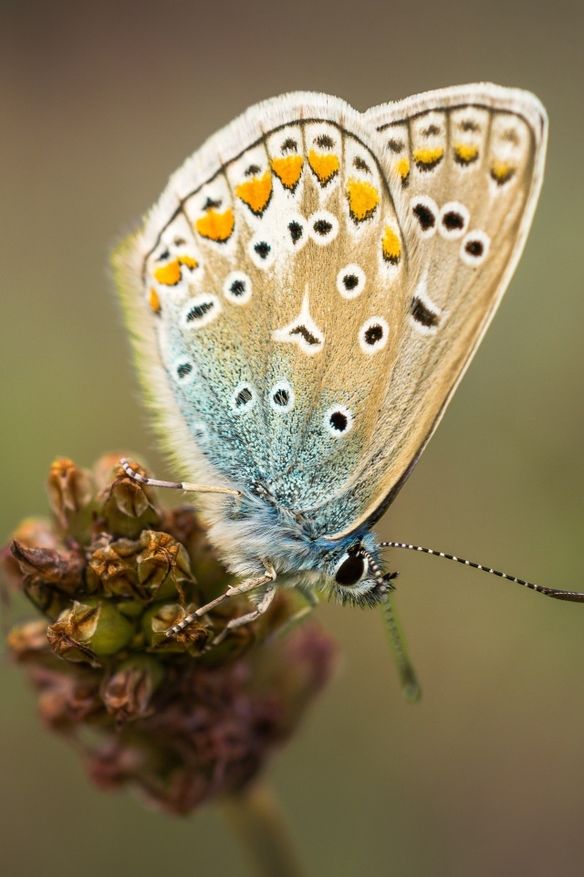 Красивая маленькая бабочка сидит на цветке