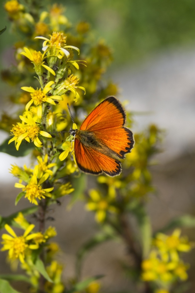 Красивая оранжевая бабочка сидит на желтом цветке