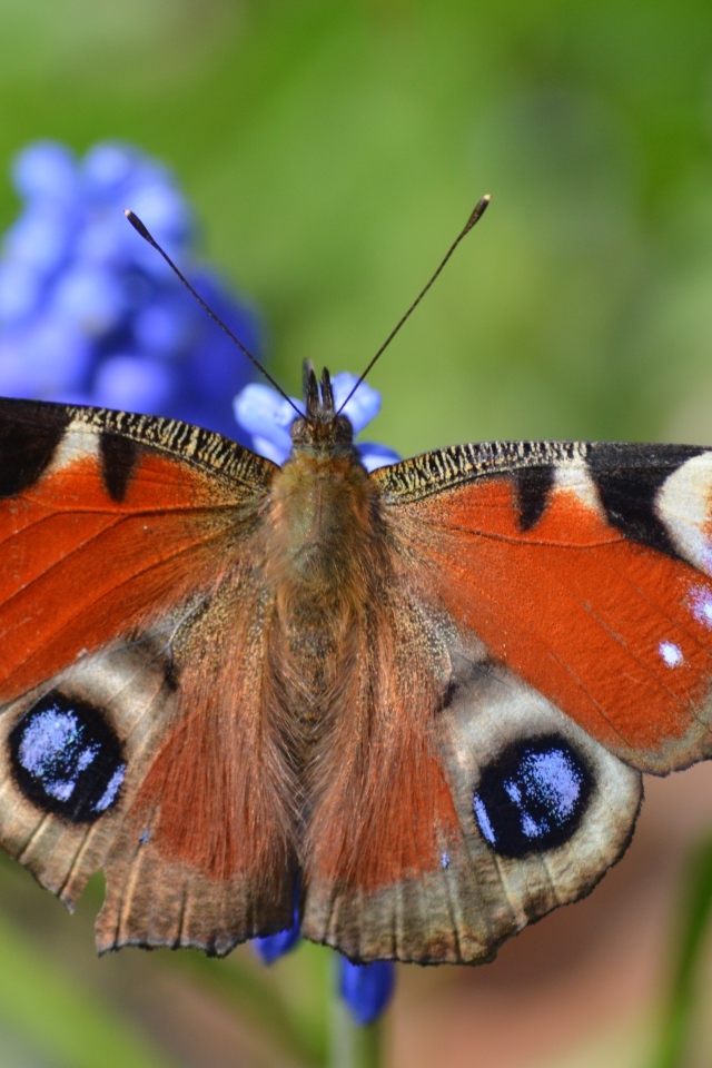 Красивая бабочка павлиний глаз сидит на цветке