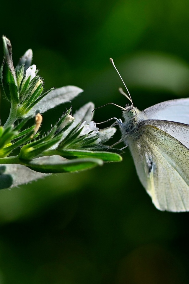 Красивая белая бабочка сидит на цветке