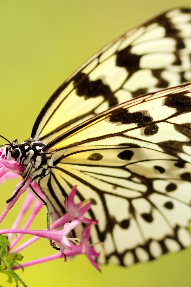Красивая желтая бабочка на розовом цветке