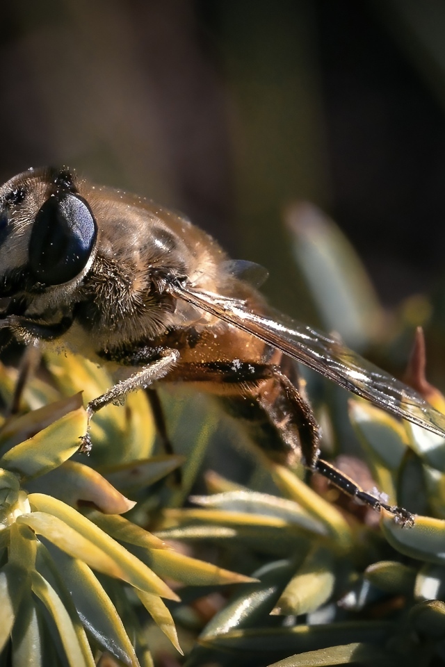Пчела сидит на зеленом растении