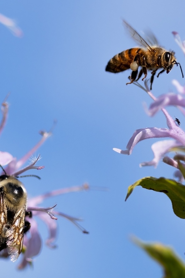 Пчелы кружат над синими цветами