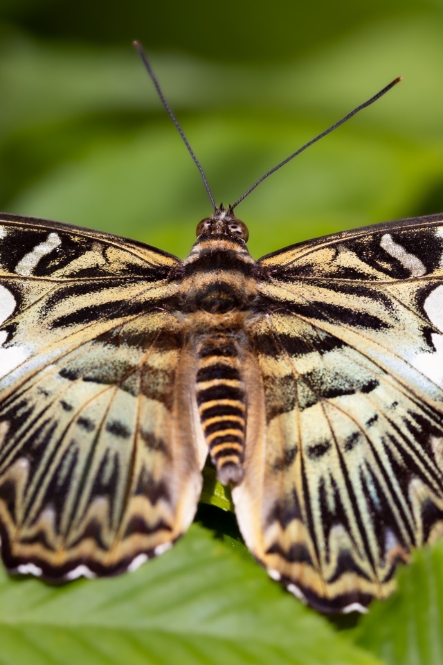 Большая красивая черно-белая  бабочка 