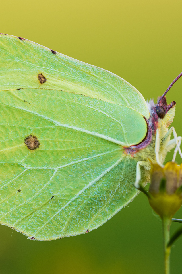 Большая красивая зеленая бабочка на траве