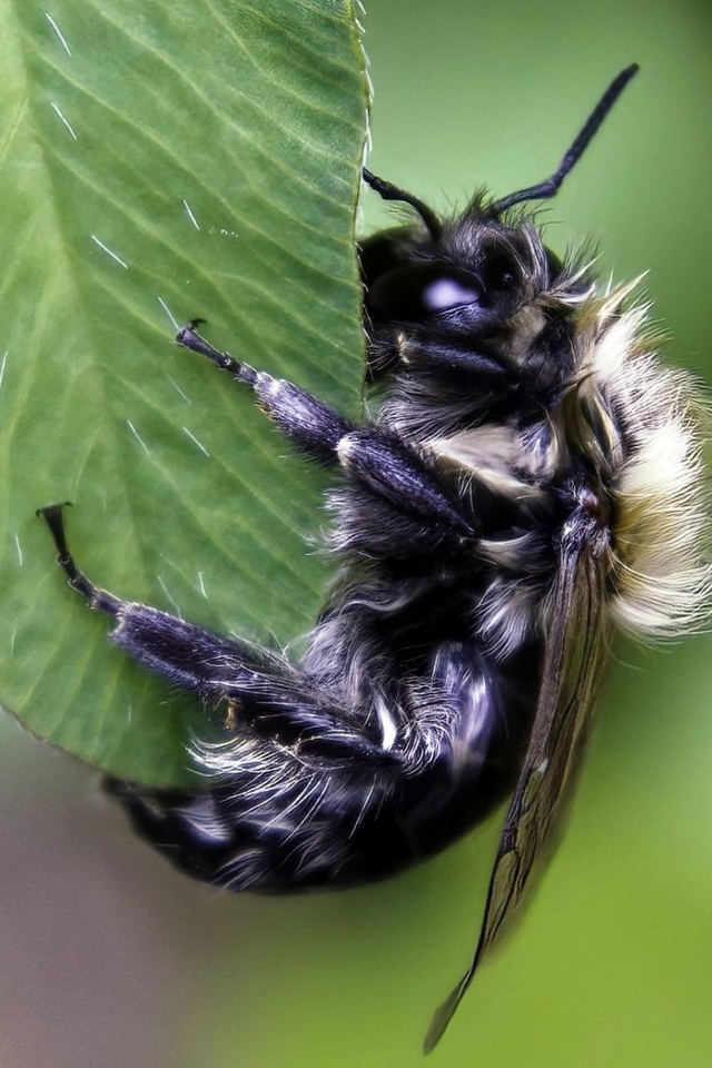 Большая пчела сидит на зеленом листке 