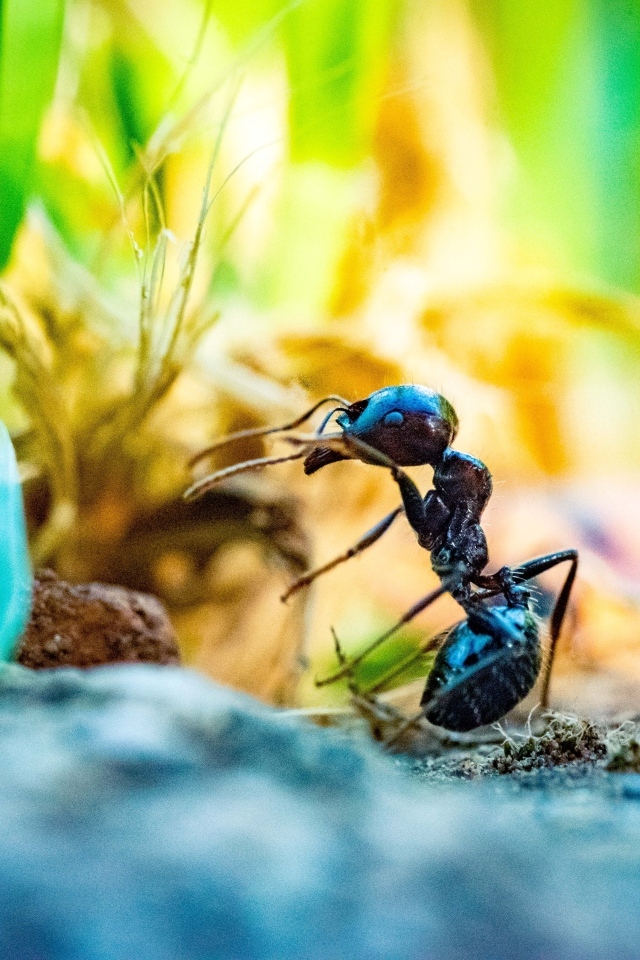 Большой черный муравей на земле