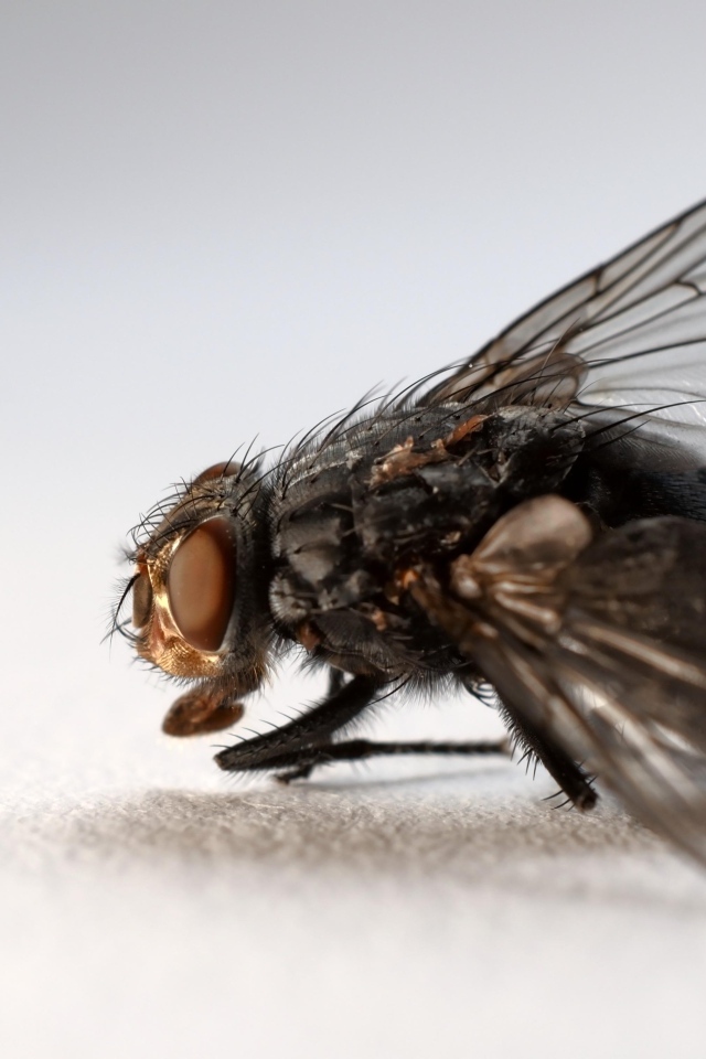 Большая черная муха на сером фоне