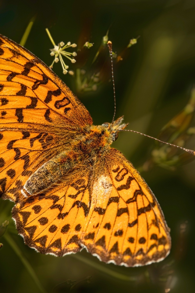 Большая коричневая бабочка сидит на траве