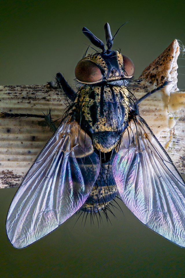 Большая муха сидит на ветке