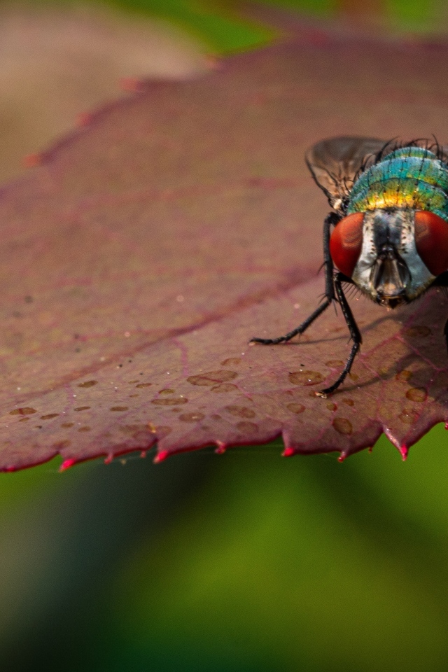 Большая муха сидит на листке