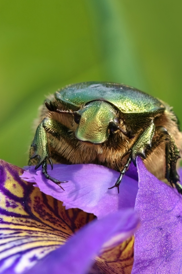 Большой зеленый жук на цветке