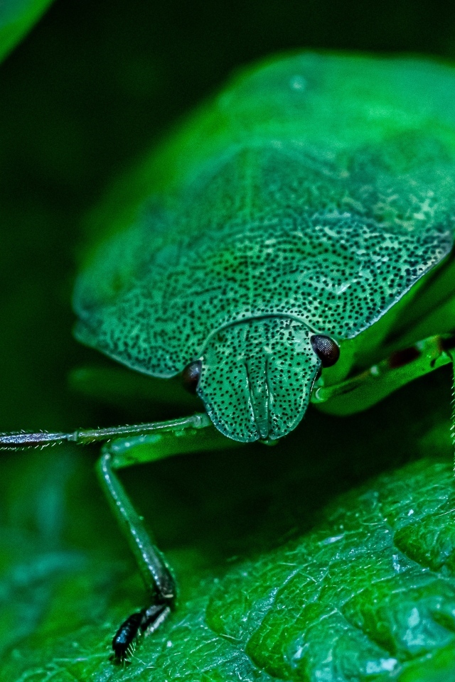 Большой зеленый жук на листе