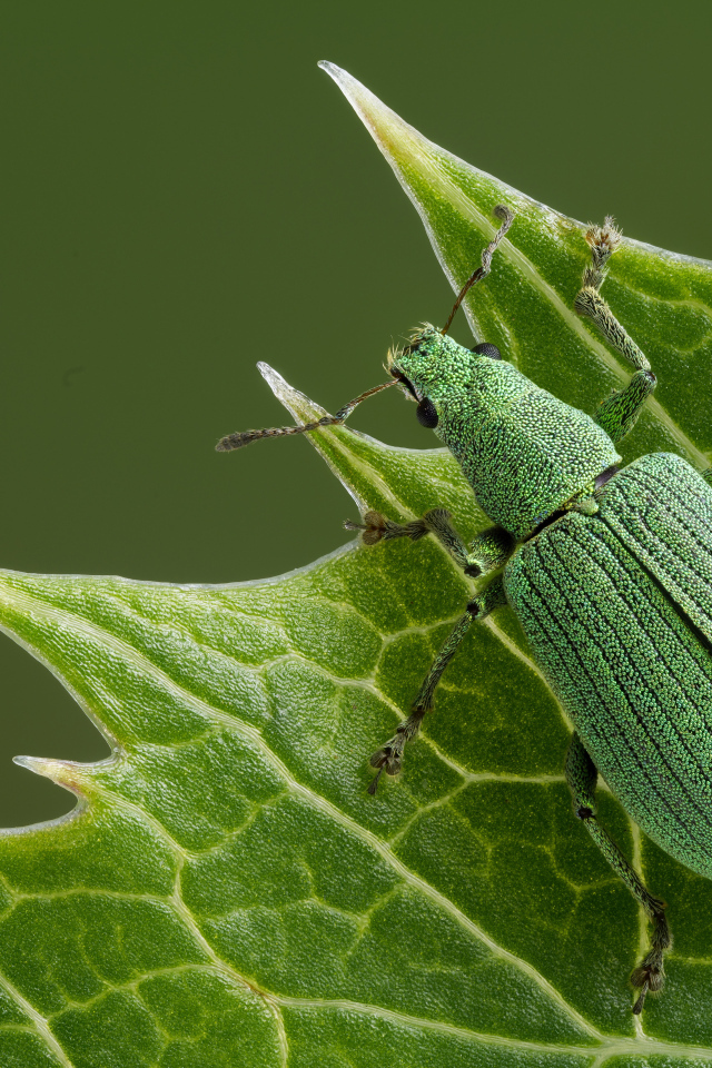 Большой зеленый жук сидит на листе