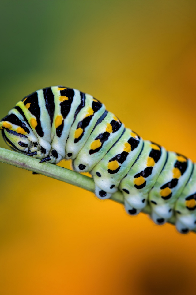 Большая зеленая гусеница на зеленой траве