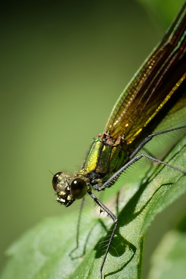 Большая зеленая стрекоза на зеленом листке