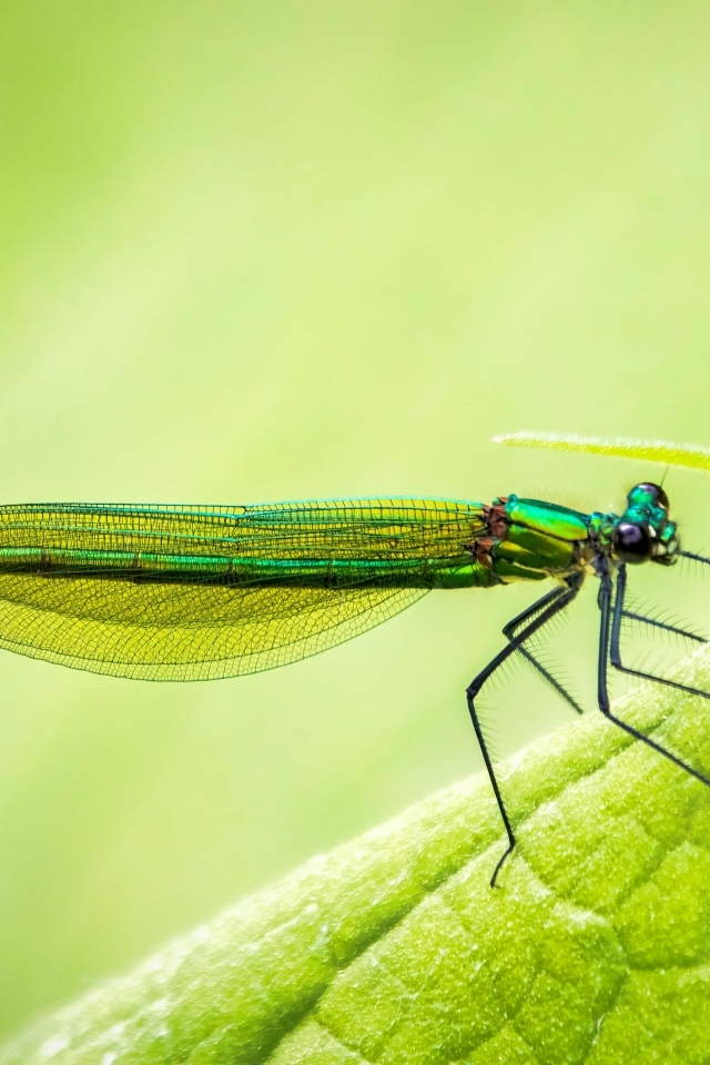 Большая зеленая стрекоза на листке