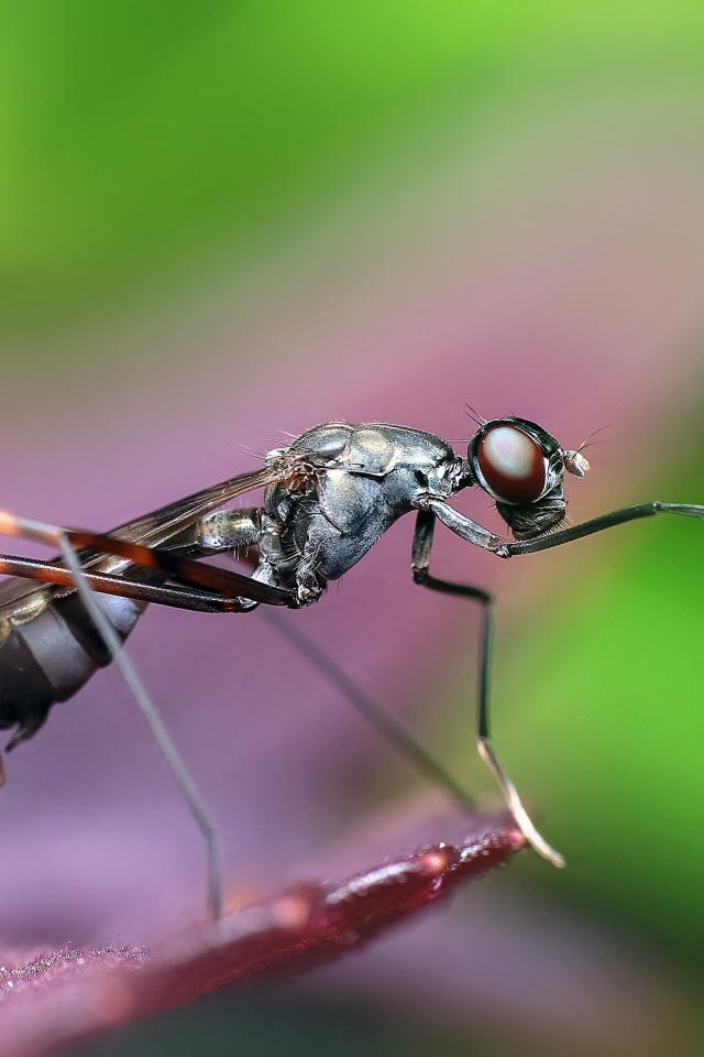 Большой комар крупным планом