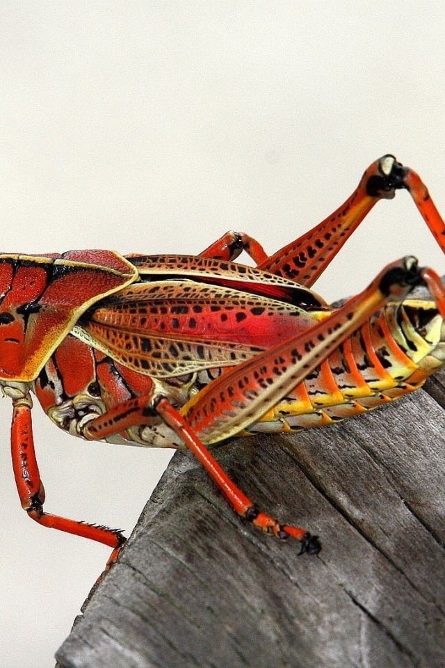 Большой красный кузнечик на деревянном пне