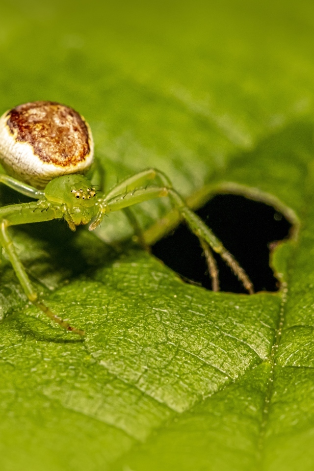 Большой паук сидит на зеленом листе