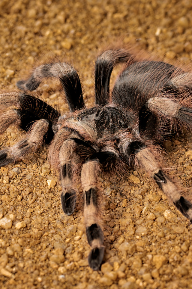 Большой тарантул на земле крупным планом