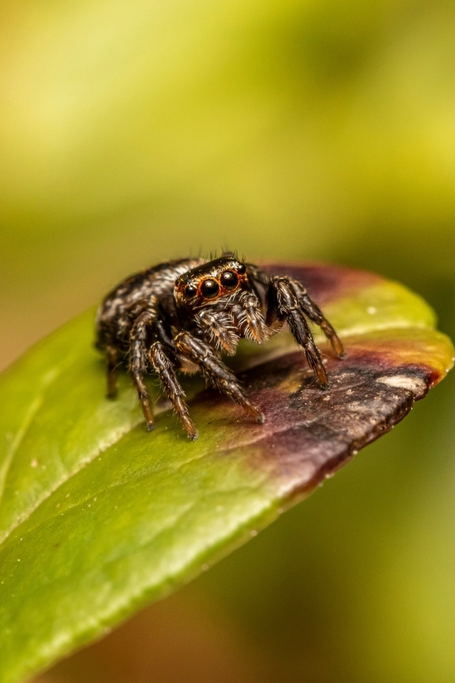 Черный глазастый паук сидит на зеленом листе