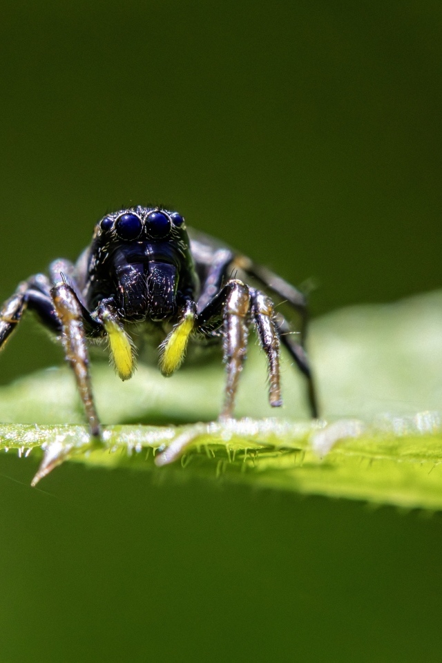 Черный паук на зеленом листе крупным планом