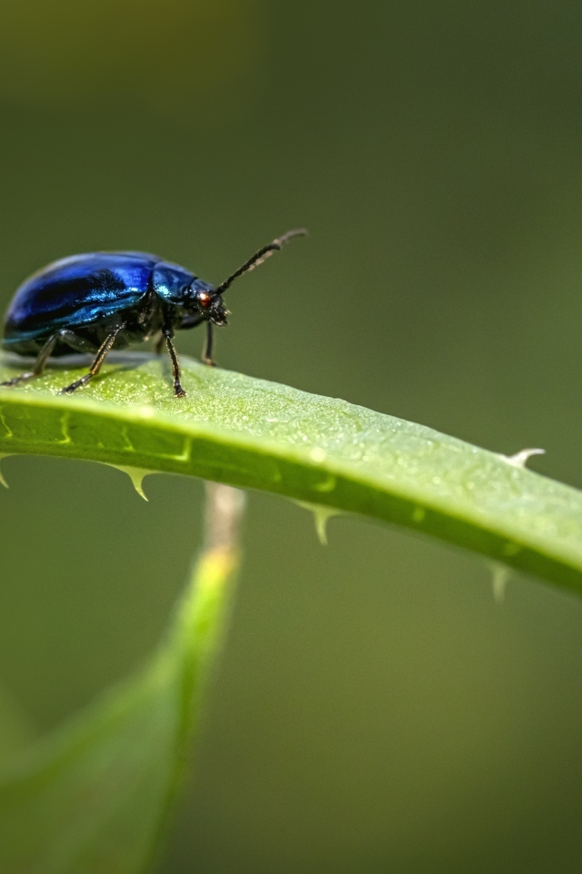 Синий жук сидит на ветке алоэ