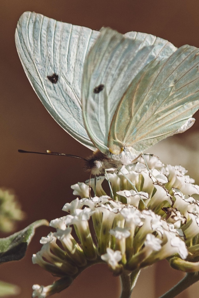Голубая бабочка сидит на цветке