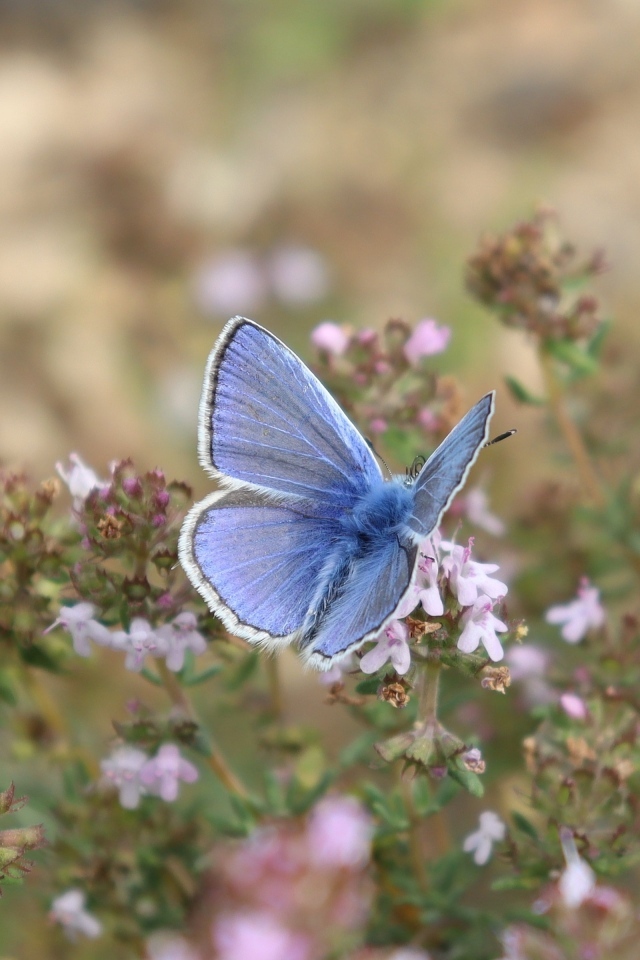 Голубая бабочка сидит на полевом цветке