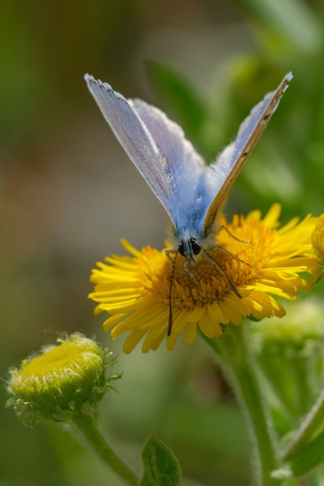 Голубая бабочка сидит на желтом цветке 