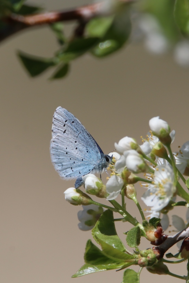Голубая бабочка сидит на цветах вишни 