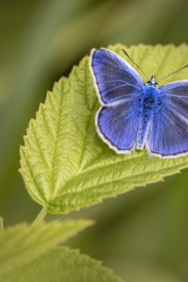 Голубая бабочка сидит на зеленом листе