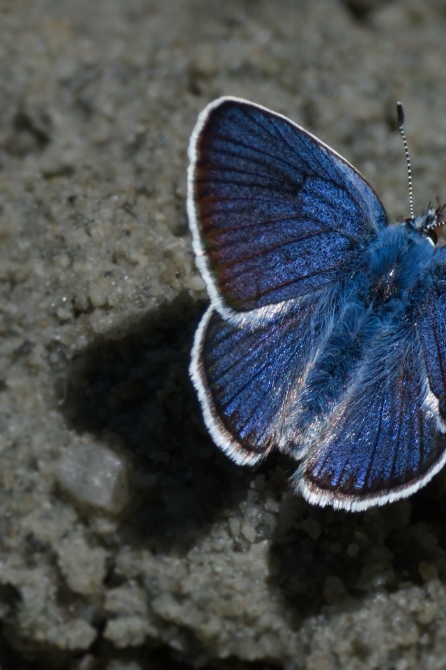 Голубая бабочка сидит на песке