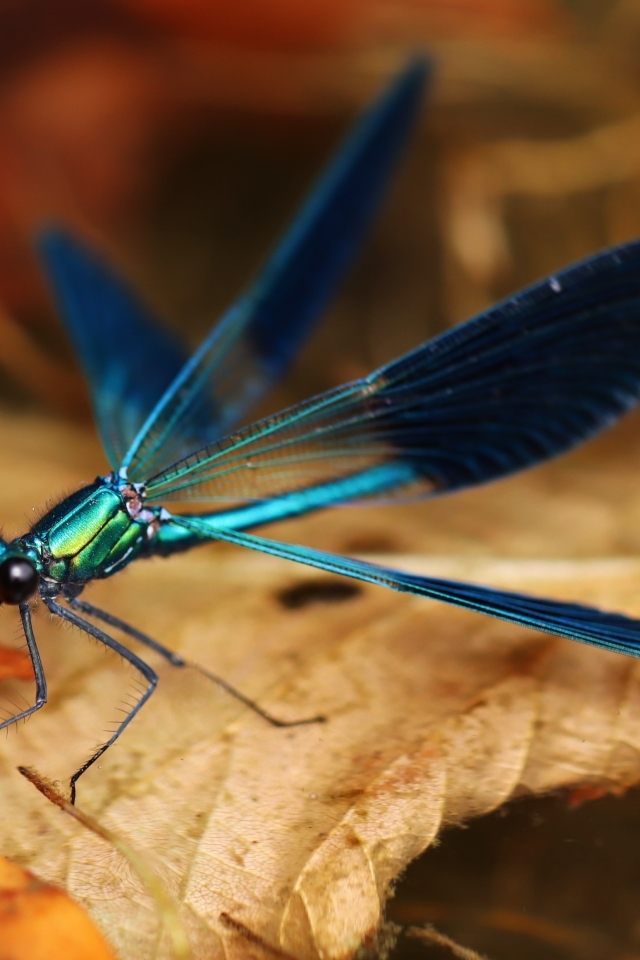 Синяя стрекоза сидит на сухом листке
