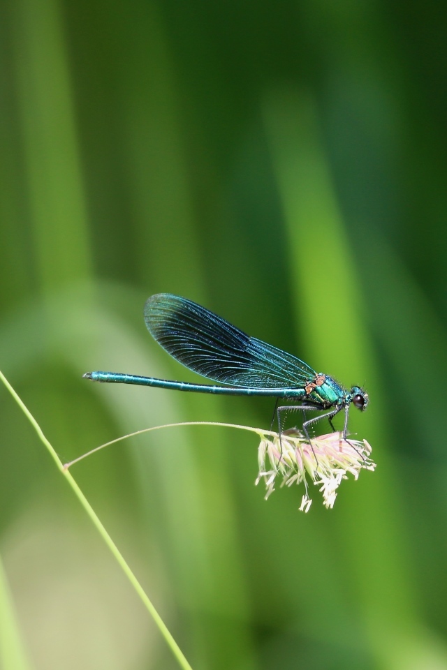 Голубая стрекоза сидит на колоске
