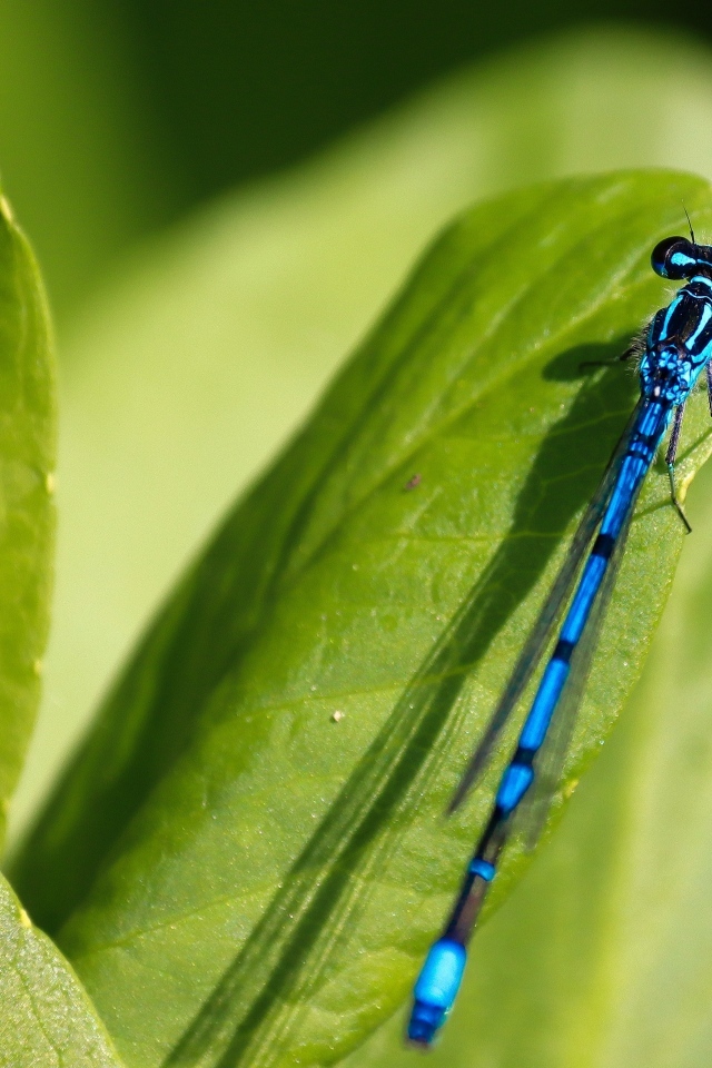 Синяя стрекоза сидит на зеленой траве