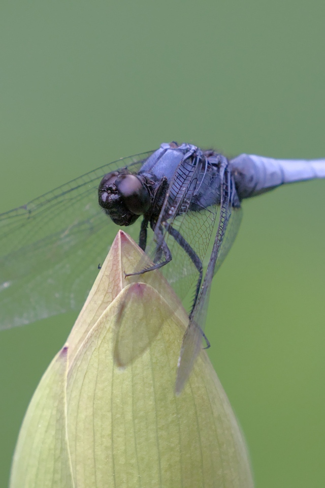 Синяя стрекоза сидит на цветке
