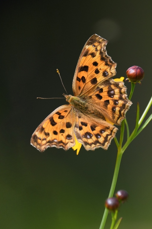Коричневая бабочка на цветке крупным планом