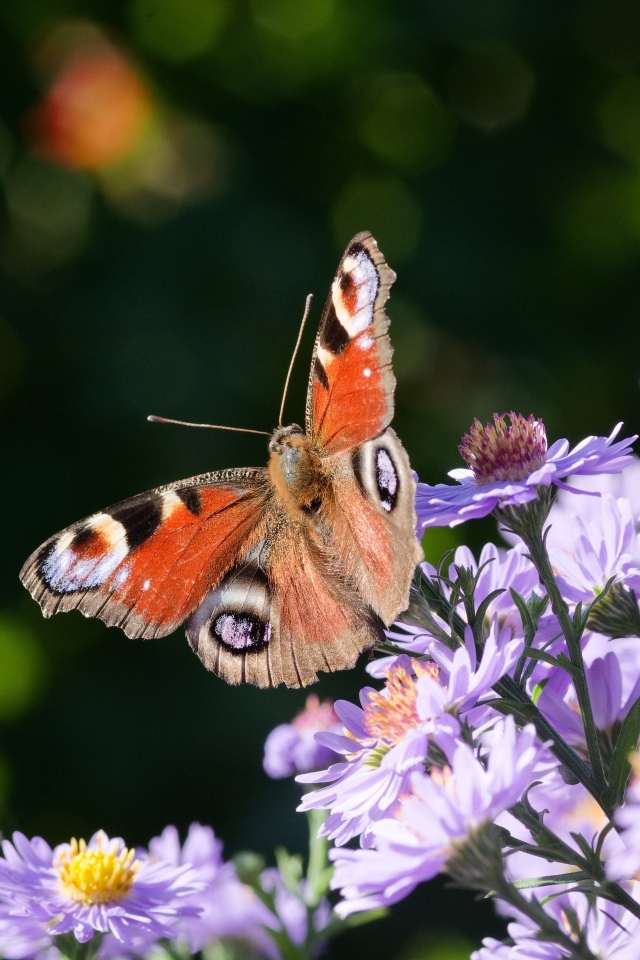 Коричневая бабочка сидит на цветах сентябринки