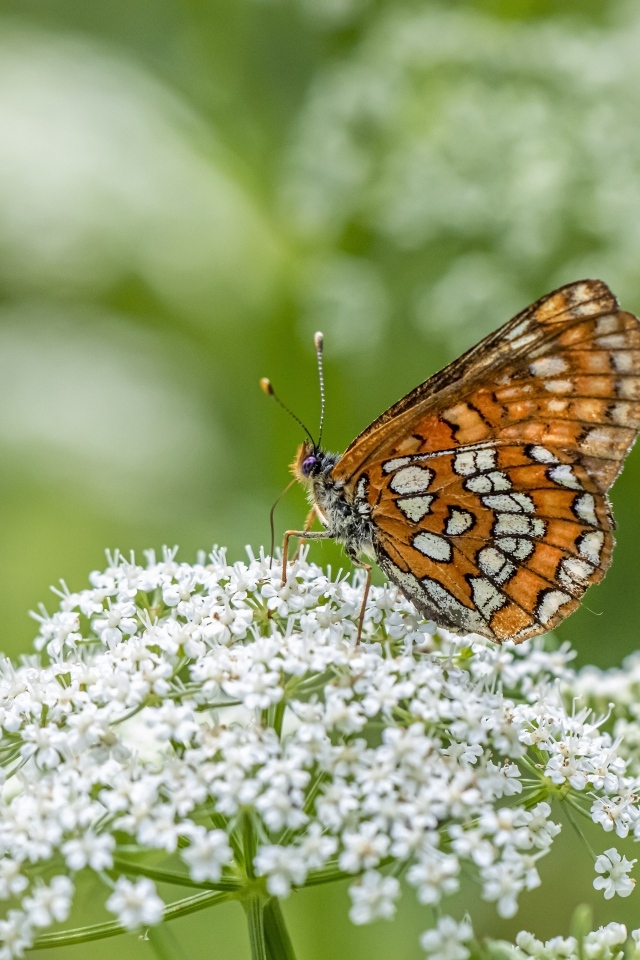 Коричневая бабочка сидит на белом цветке