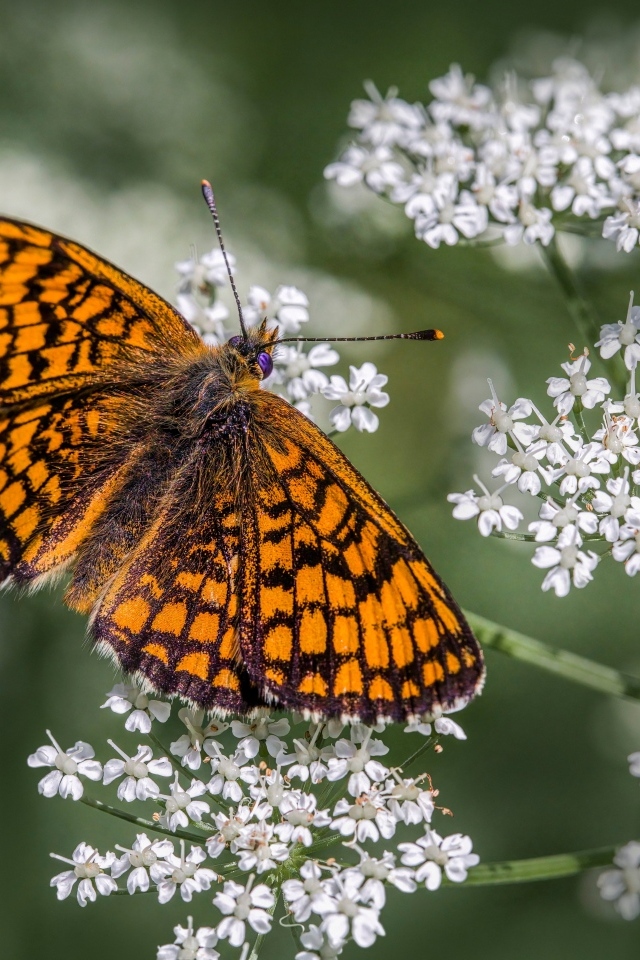 Коричневая бабочка сидит на белом полевом цветке