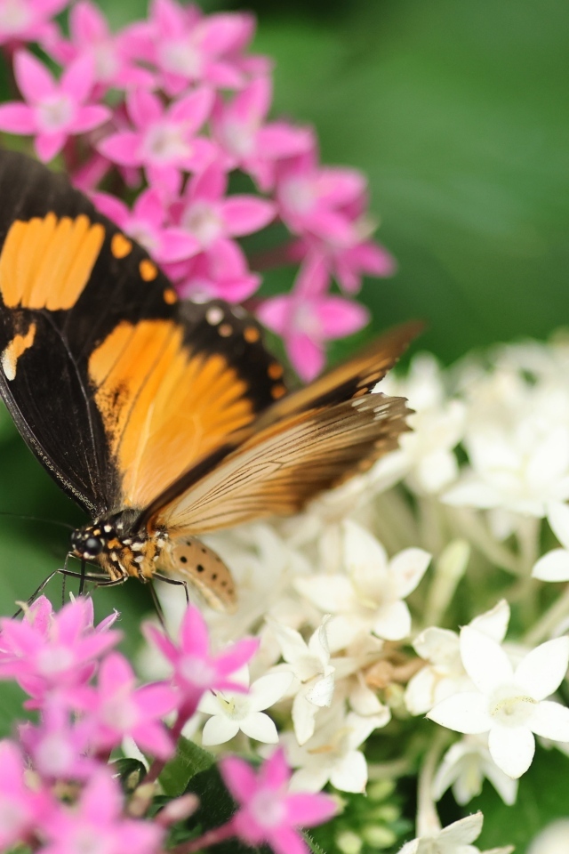 Коричневая бабочка с розовыми и белыми цветами