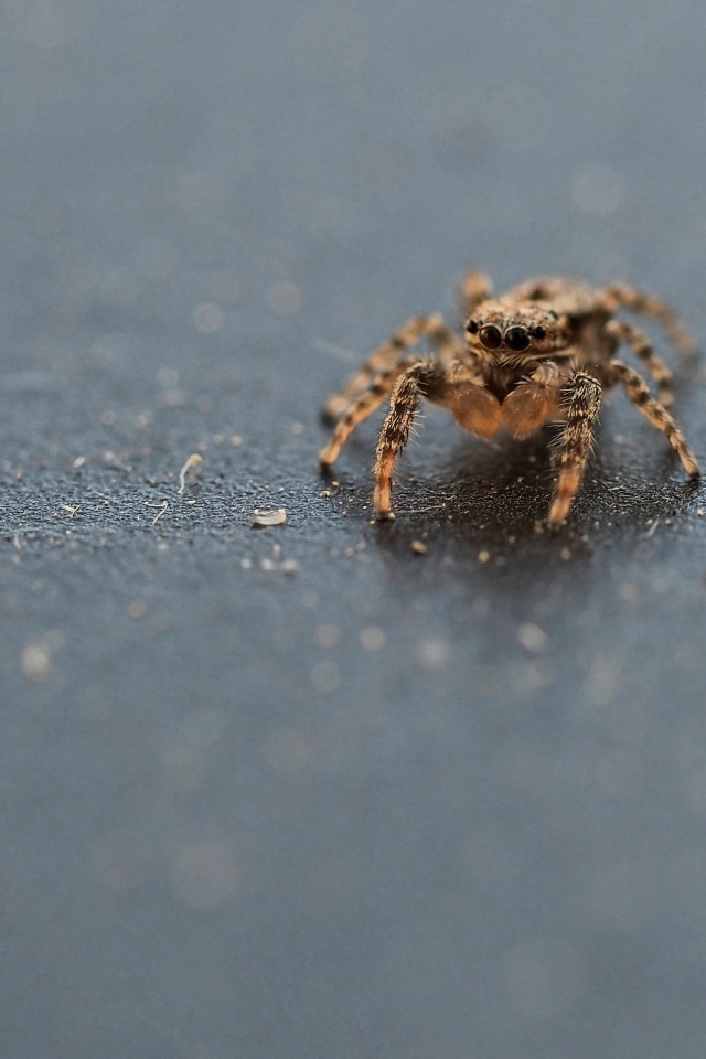 Коричневый паук на сером асфальте