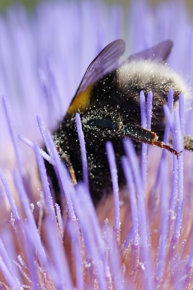 Шмель опыляет цветок