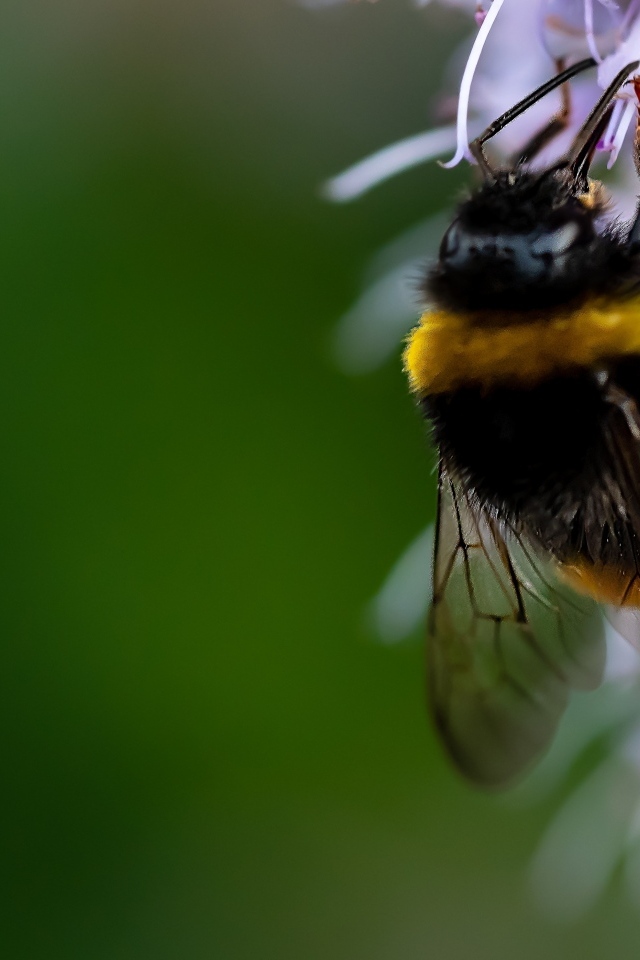 Шмель сидит на красивом цветке