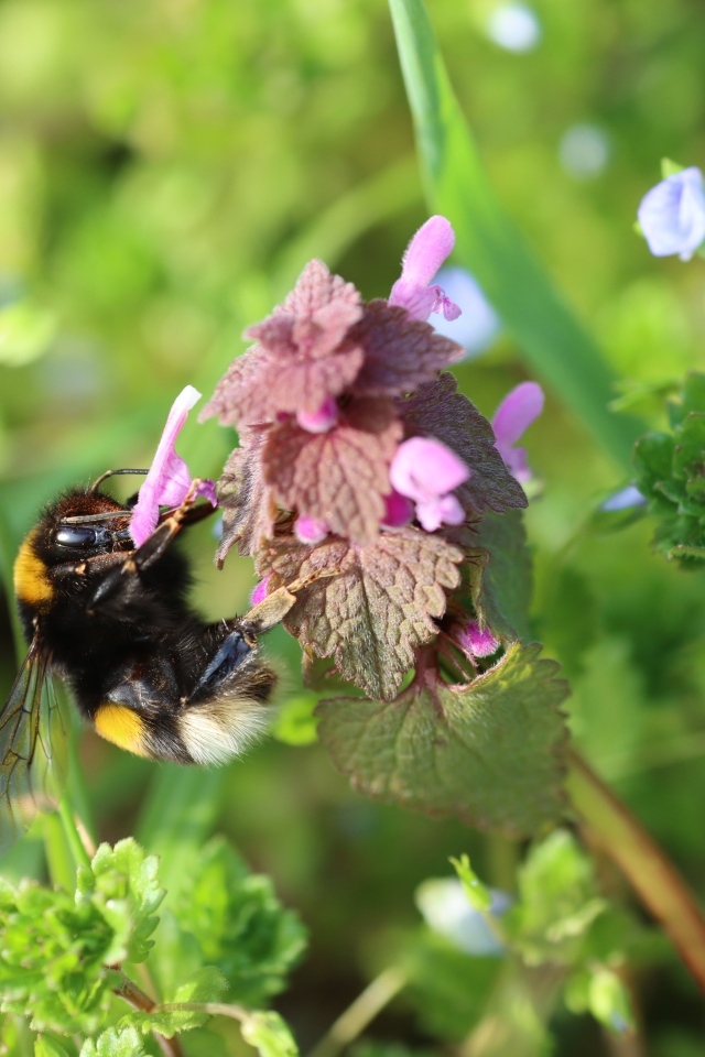 Шмель сидит на розовом цветке крапивы